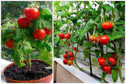 the best varieties of indoor tomatoes