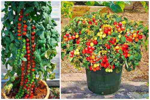 the best varieties of indoor tomatoes