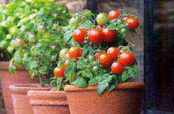 the best varieties of indoor tomatoes