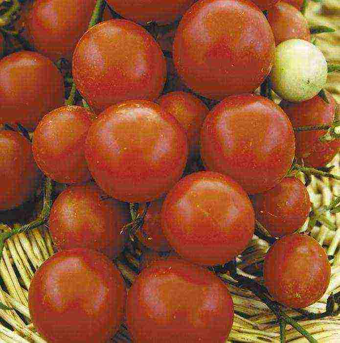 the best varieties of indoor tomatoes