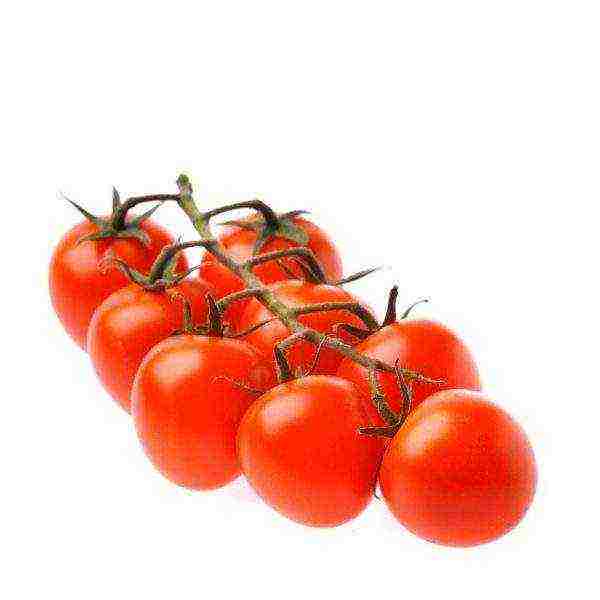 the best varieties of indoor tomatoes