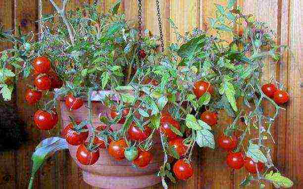 the best varieties of indoor tomatoes