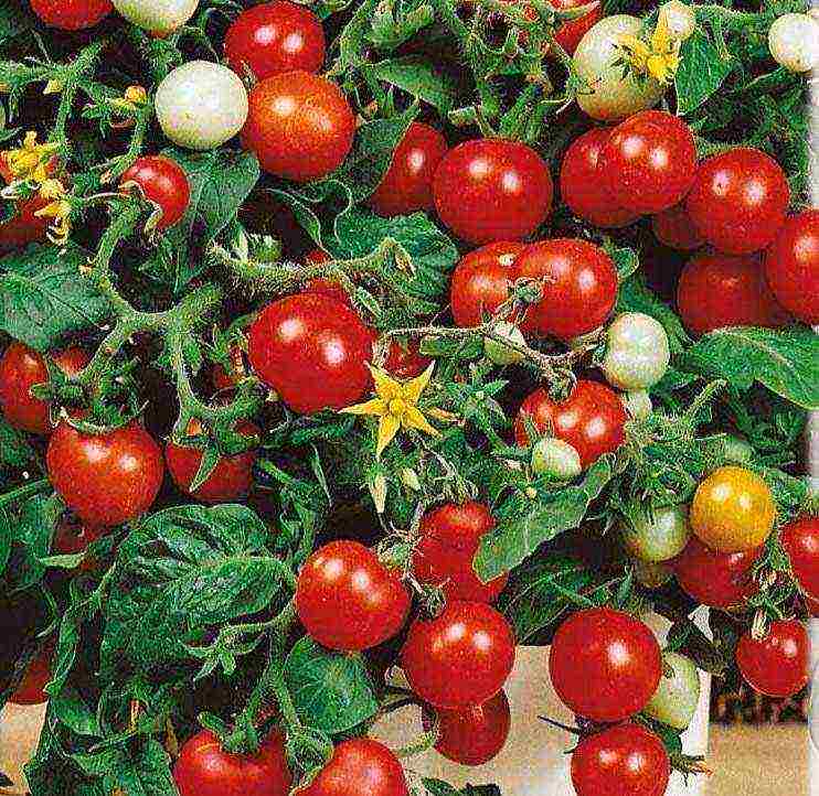 the best varieties of indoor tomatoes