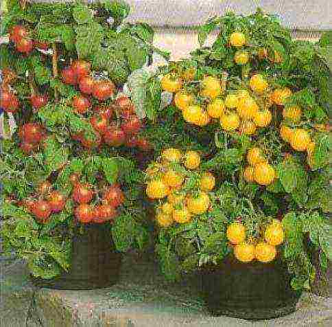 the best varieties of indoor tomatoes