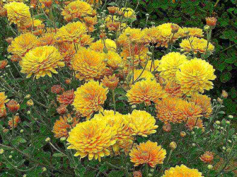 the best varieties of Korean chrysanthemum