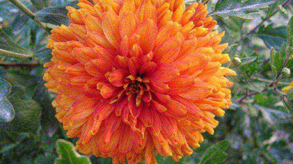 the best varieties of Korean chrysanthemum