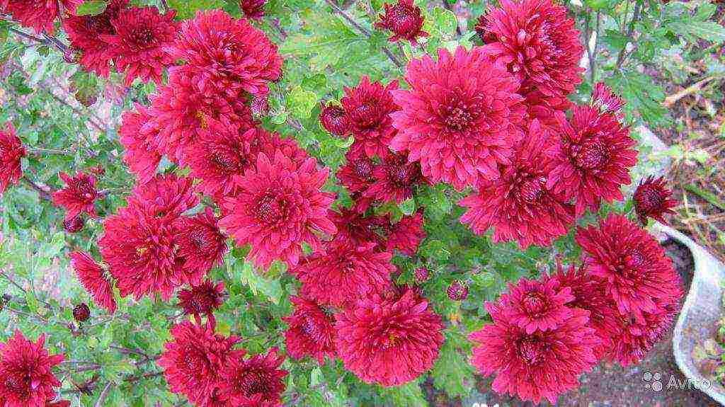 the best varieties of Korean chrysanthemum