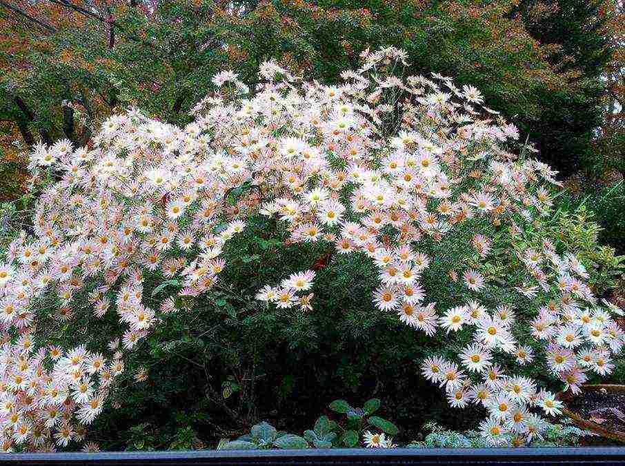 ang pinakamahusay na mga pagkakaiba-iba ng Korean chrysanthemum