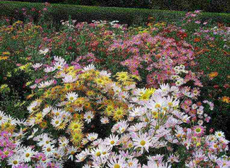 the best varieties of Korean chrysanthemum