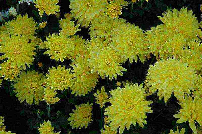 the best varieties of Korean chrysanthemum