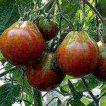 the best varieties of brown tomatoes
