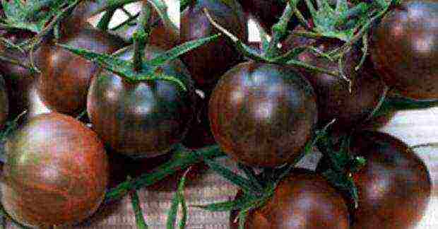 the best varieties of brown tomatoes