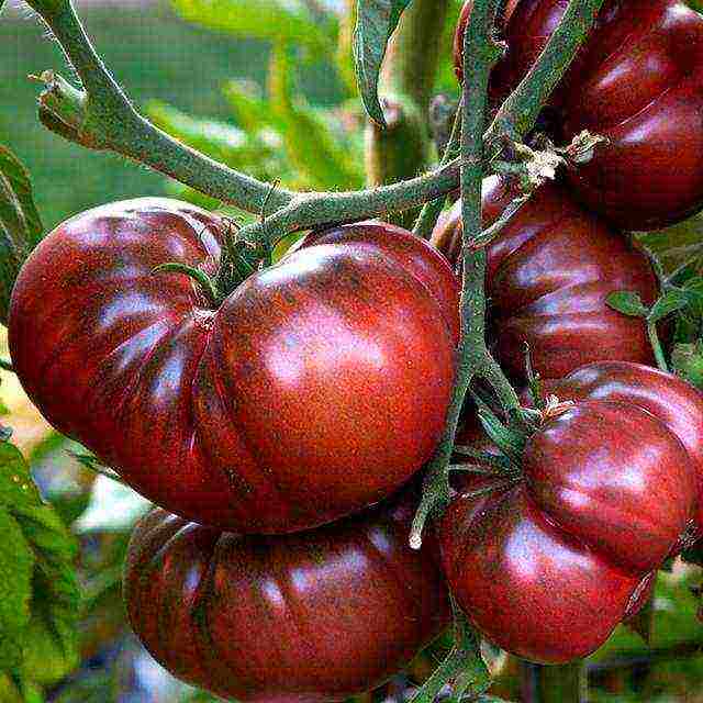 the best varieties of brown tomatoes