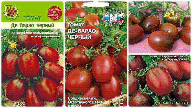 the best varieties of brown tomatoes