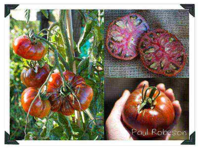 the best varieties of brown tomatoes