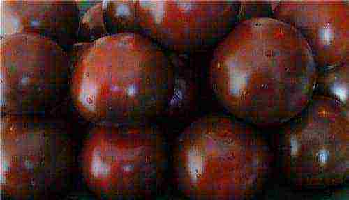 the best varieties of brown tomatoes