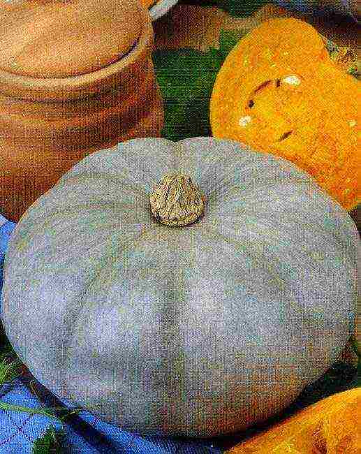 the best varieties of feed pumpkin