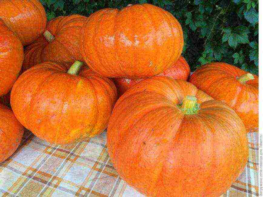 the best varieties of feed pumpkin