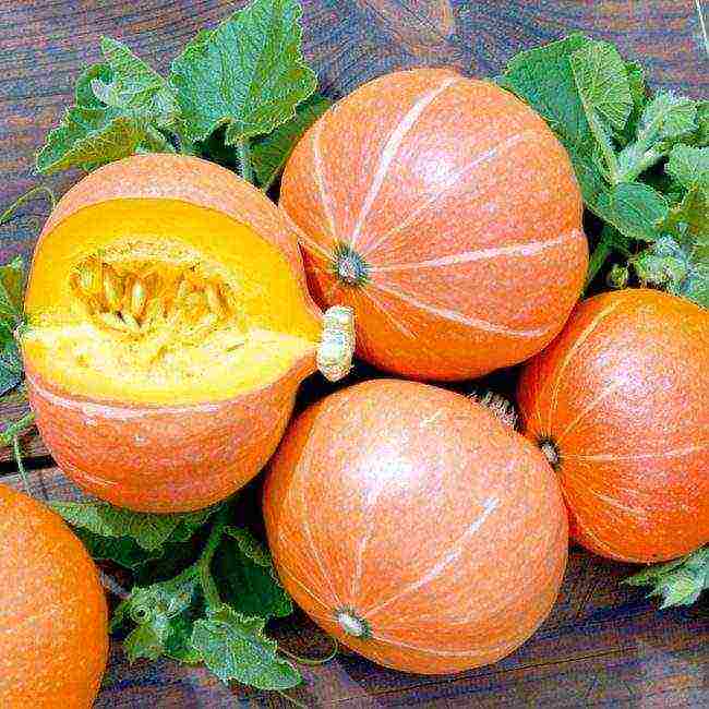 the best varieties of feed pumpkin