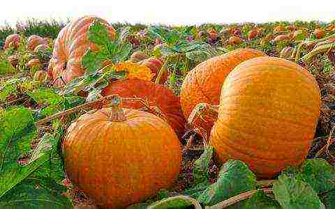 the best varieties of feed pumpkin