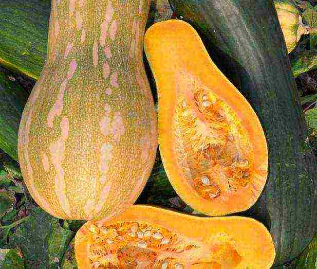 the best varieties of feed pumpkin