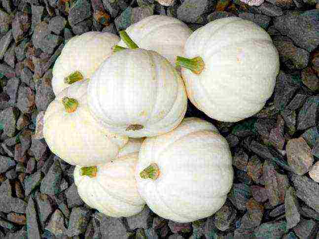 the best varieties of feed pumpkin