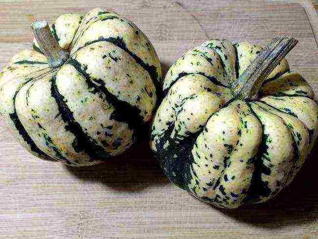 the best varieties of feed pumpkin