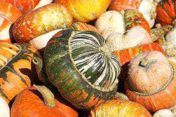 the best varieties of feed pumpkin