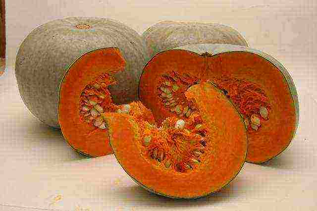 the best varieties of feed pumpkin