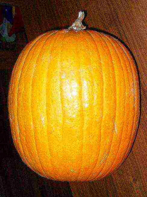 the best varieties of feed pumpkin