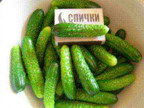 the best varieties of gherkins