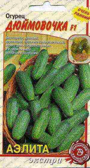 ang pinakamahusay na mga pagkakaiba-iba ng gherkins