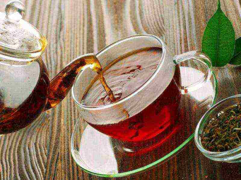 the best varieties of Krasnodar tea