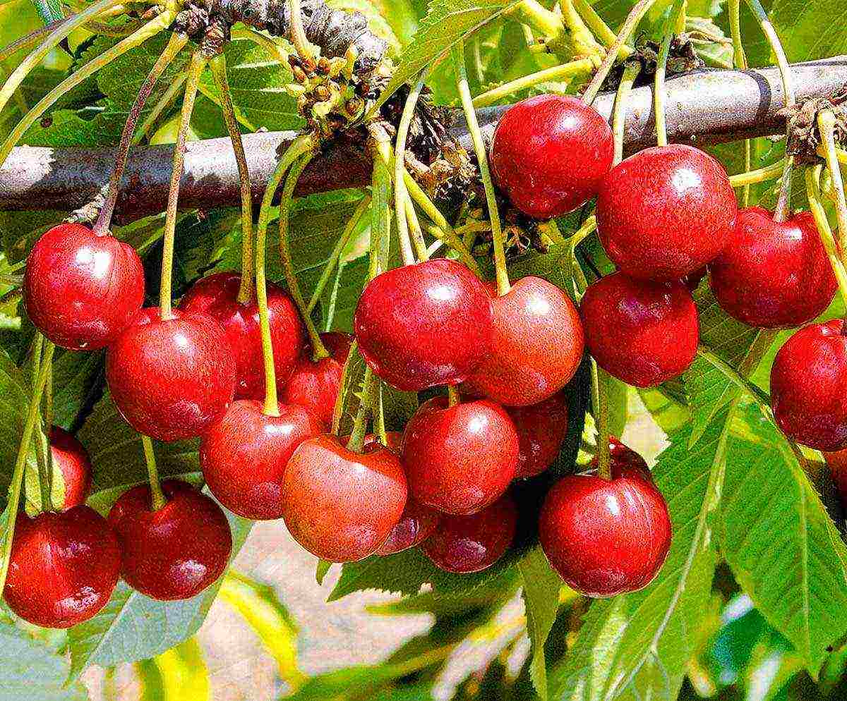 the best varieties of red cherries