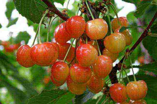 the best varieties of red cherries