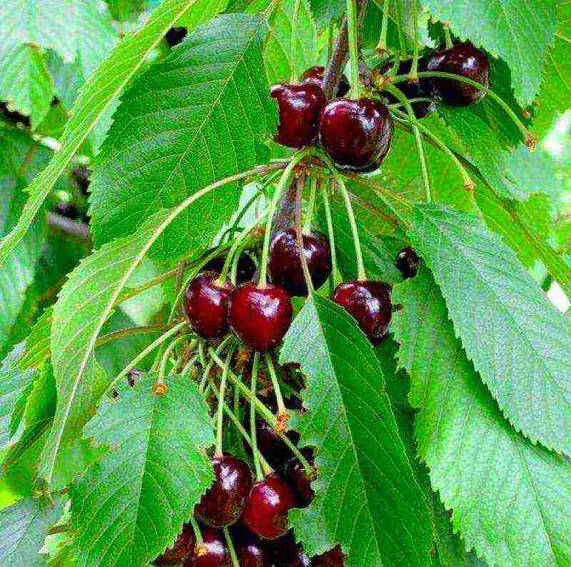 the best varieties of red cherries