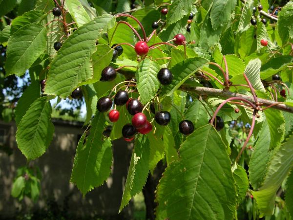 the best varieties of red cherries