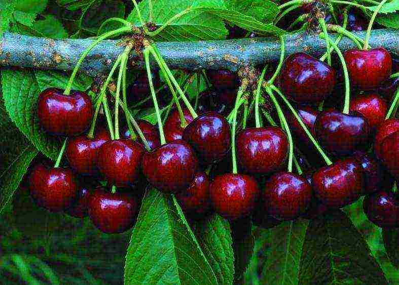 the best varieties of red cherries