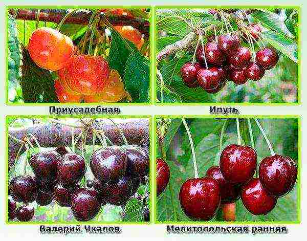 the best varieties of red cherries