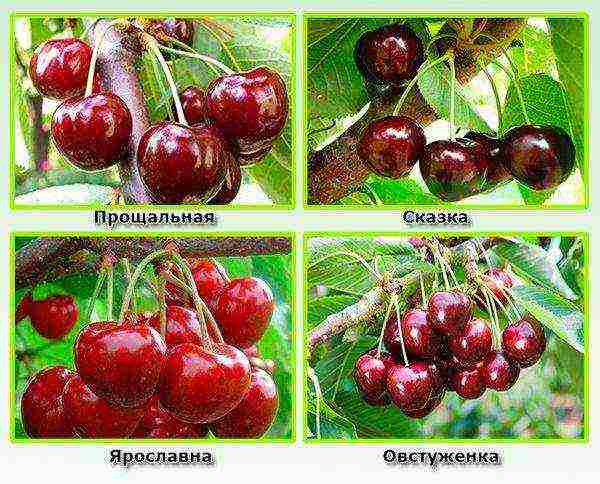 the best varieties of red cherries