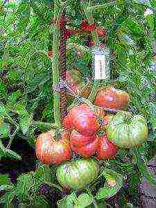 the best varieties of large-fruited pink tomatoes