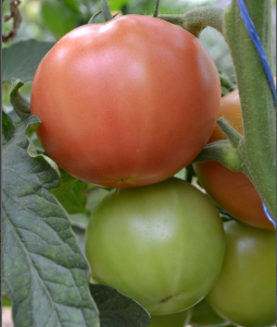 the best varieties of large-fruited pink tomatoes