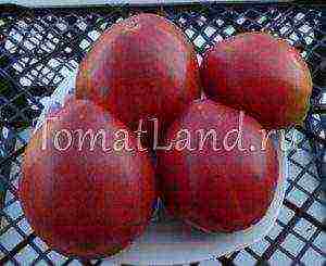 the best varieties of large-fruited pink tomatoes