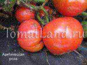 the best varieties of large-fruited pink tomatoes