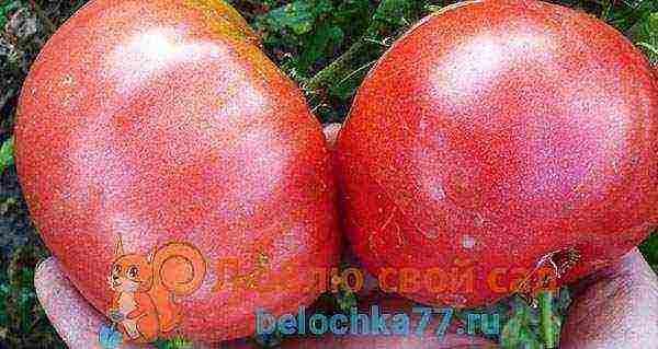 the best varieties of large-fruited pink tomatoes