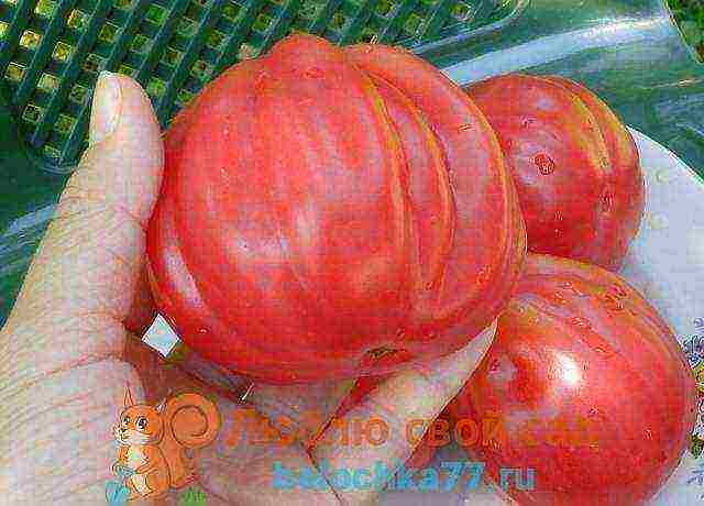 the best varieties of large-fruited pink tomatoes