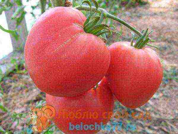 the best varieties of large-fruited pink tomatoes