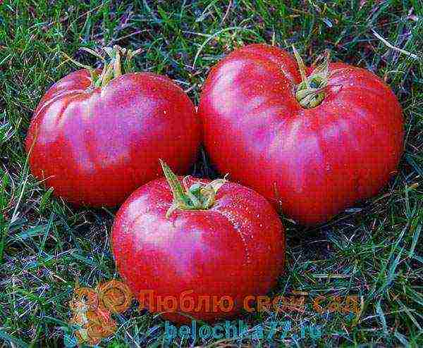 the best varieties of large-fruited pink tomatoes