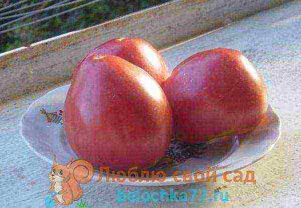 the best varieties of large-fruited pink tomatoes