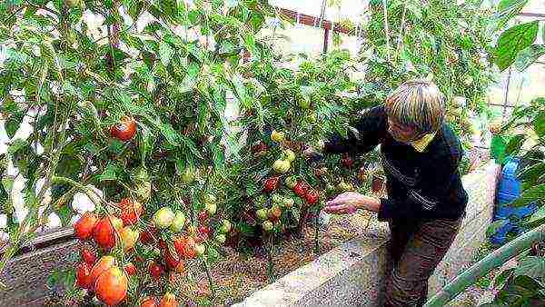 the best varieties of large-fruited pink tomatoes